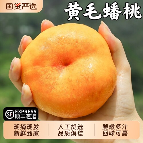 顺丰包邮正宗山东蒙阴黄毛蟠桃