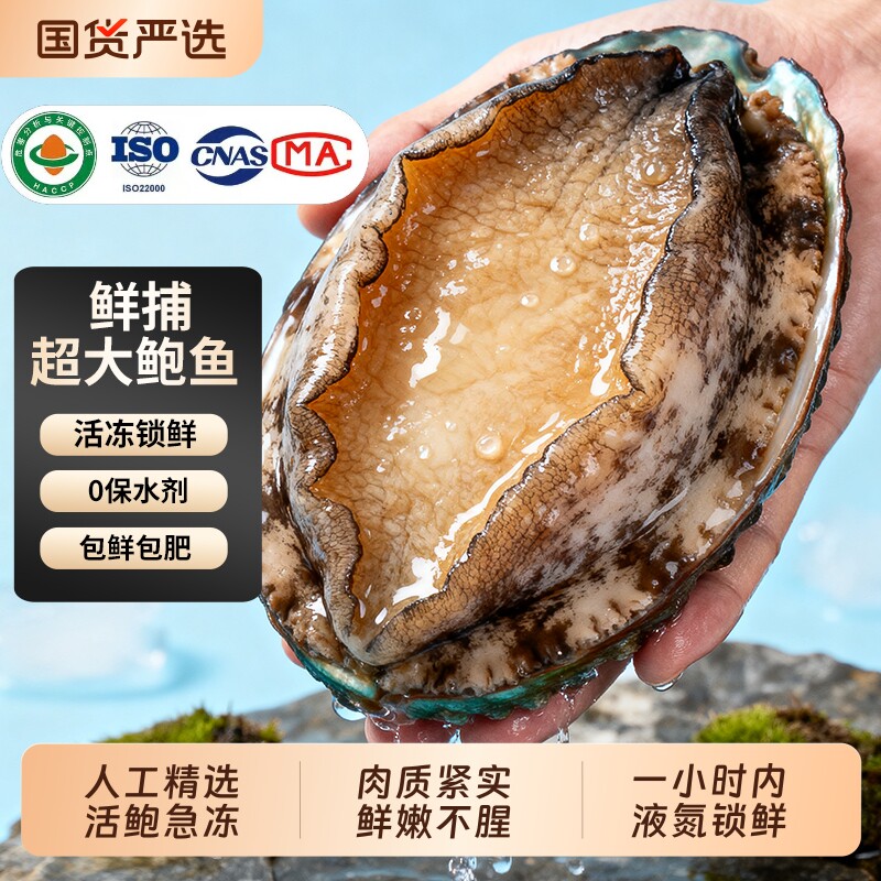 鲍鱼鲜活冷冻超大海鲜水产生鲜活特大冷冻加热即食小鲍鱼捞汁饭