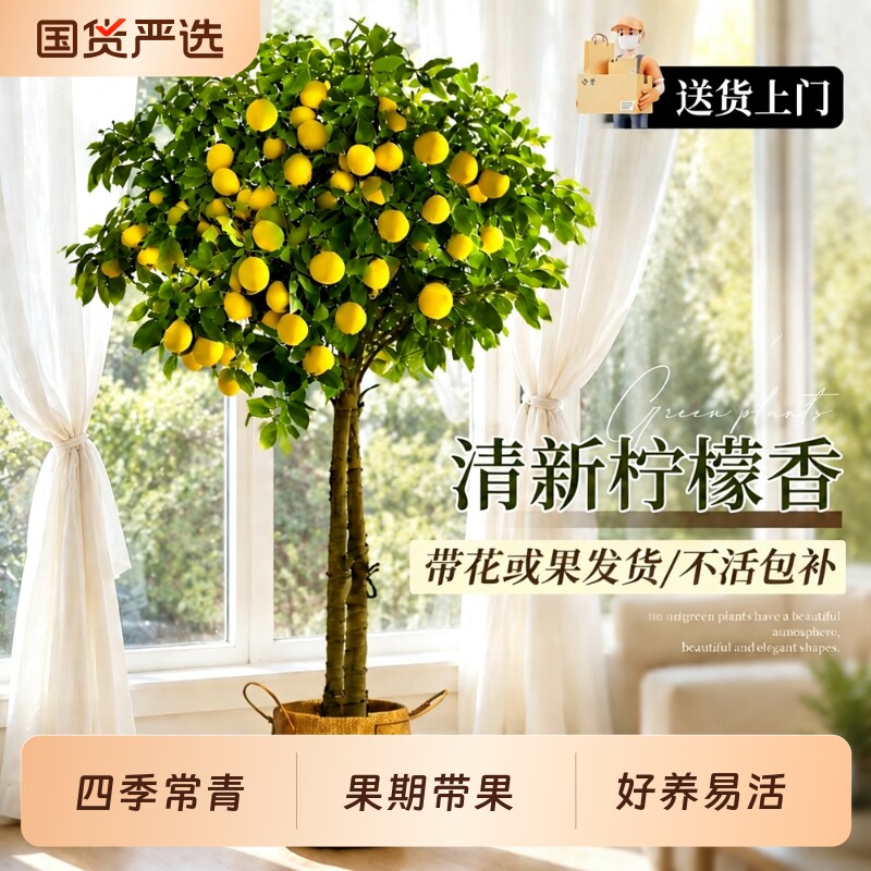 香水柠檬树盆栽带果四季可食用旺宅绿植室内大型植物客厅阳台好养图片