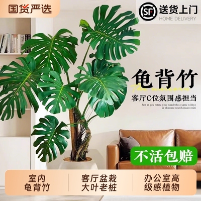 龟背竹客厅大盆栽绿植室内巨型老桩大叶办公室客厅高级仿生植物
