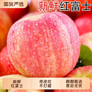 生鲜年货节现摘 包邮 新鲜红富士苹果水果苹果应当季 冰糖心脆甜整箱