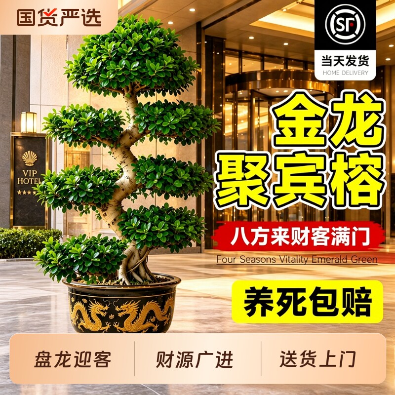 造型金钱榕大型绿植办公室内客厅酒店乔迁开业招财迎宾龙形树盆景