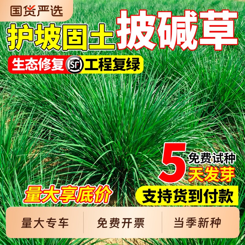 进口披碱草草籽矿区绿化草坪种子抗风沙耐盐碱耐旱护坡固土草种籽