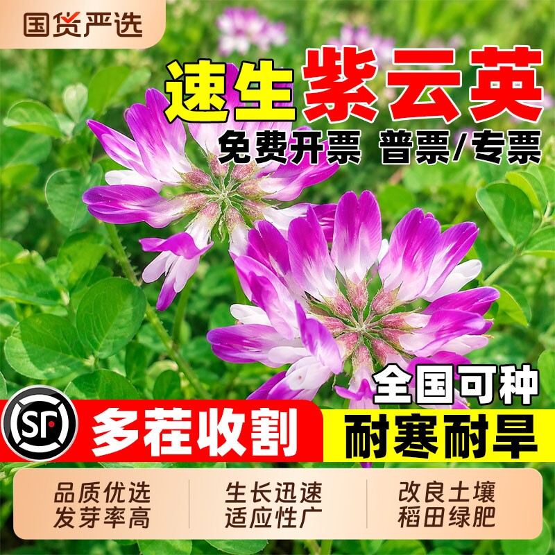 紫云英种子四季高产牧草蜜源固氮果园绿肥土壤改良食用野菜草种籽