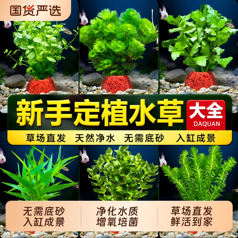 火山石水草净化水质|千人加购图片