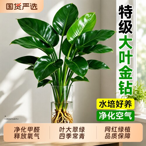 水培大叶金钻龟背竹净化空气