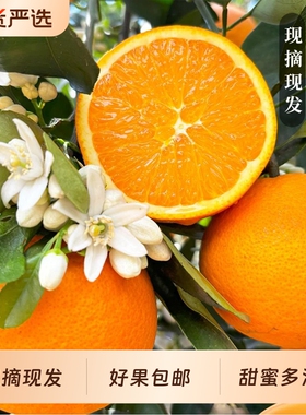伦晚脐橙应季新鲜孕妇水果包邮彩箱大果果冻甜橙子现摘果园
