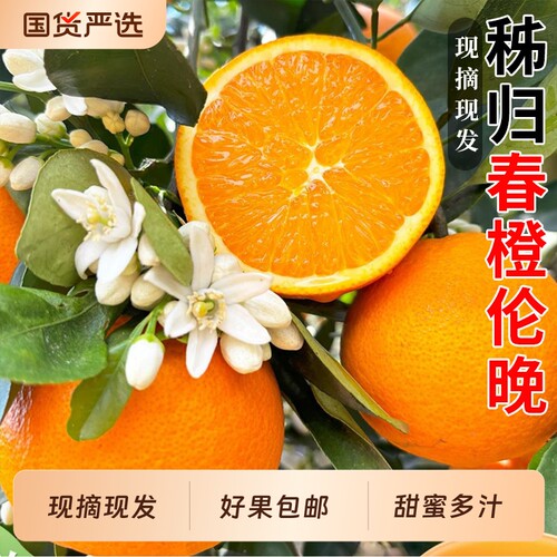 伦晚脐橙大果彩箱|超3000次加购