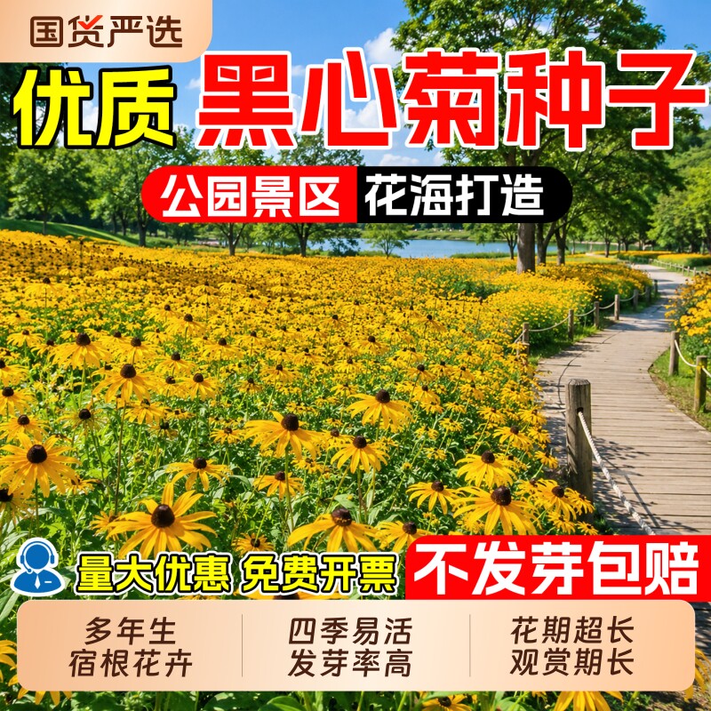 黑心金光菊种子黑眼日光菊室外四季播种易活工程花海绿化花卉种籽图片