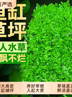 爬地矮珍珠水草鱼缸造景阴性普坪