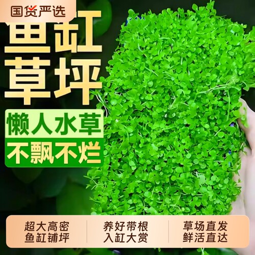 爬地矮珍珠水草鱼缸造景阴性普坪