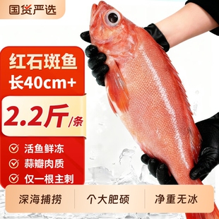 红石斑鱼礼盒鲜活冷冻超大红鱼龙胆深海富贵鱼非东星斑新海鲜水产