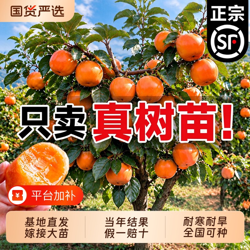 柿子苗树地栽盆栽嫁接脆甜无核南北方种植特大当年结果柿子树果苗
