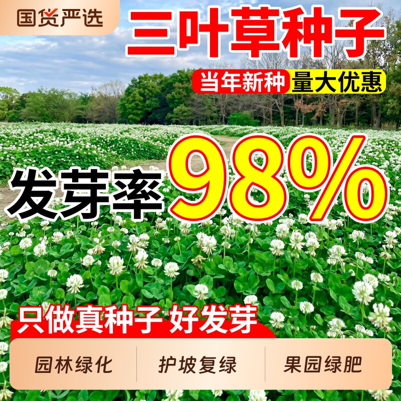 三叶草种子绿肥白三叶红三叶草籽护坡绿化幸运草四季常青草坪种籽