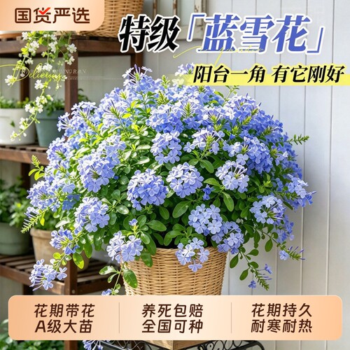 蓝雪花盆栽大苗棒棒糖花卉绿植耐寒热四季好养阳台庭院爬藤植物