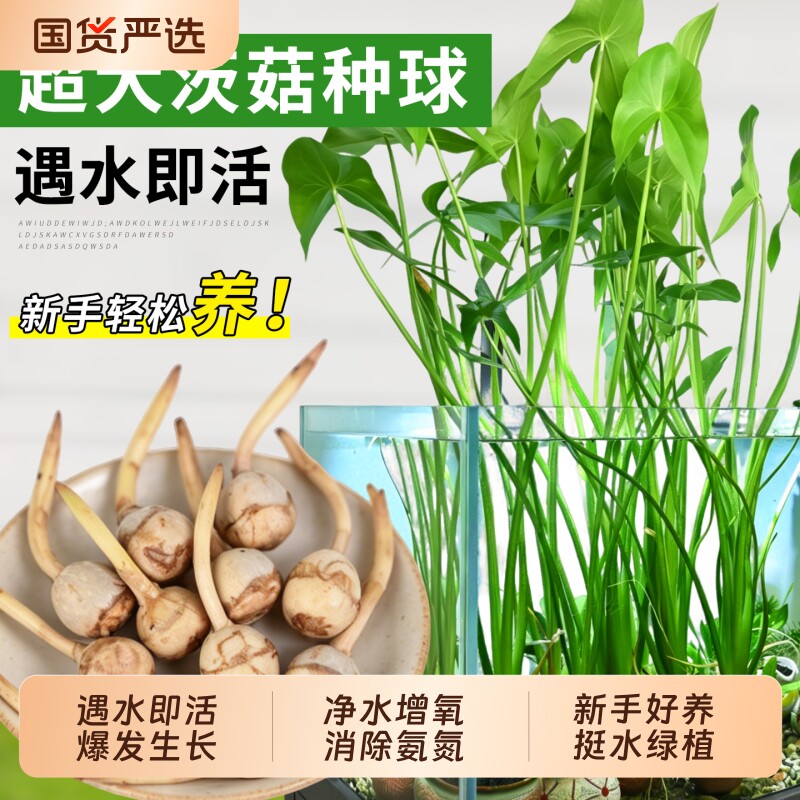 慈菇种球苗水草净水鱼缸造景图片