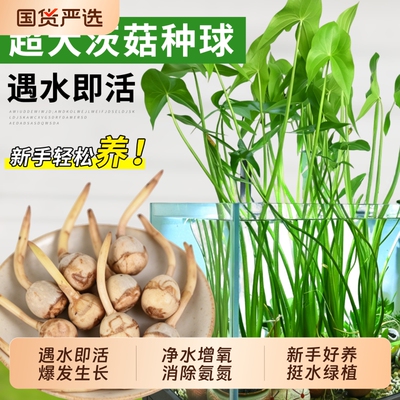 慈菇种球苗水草净水鱼缸造景