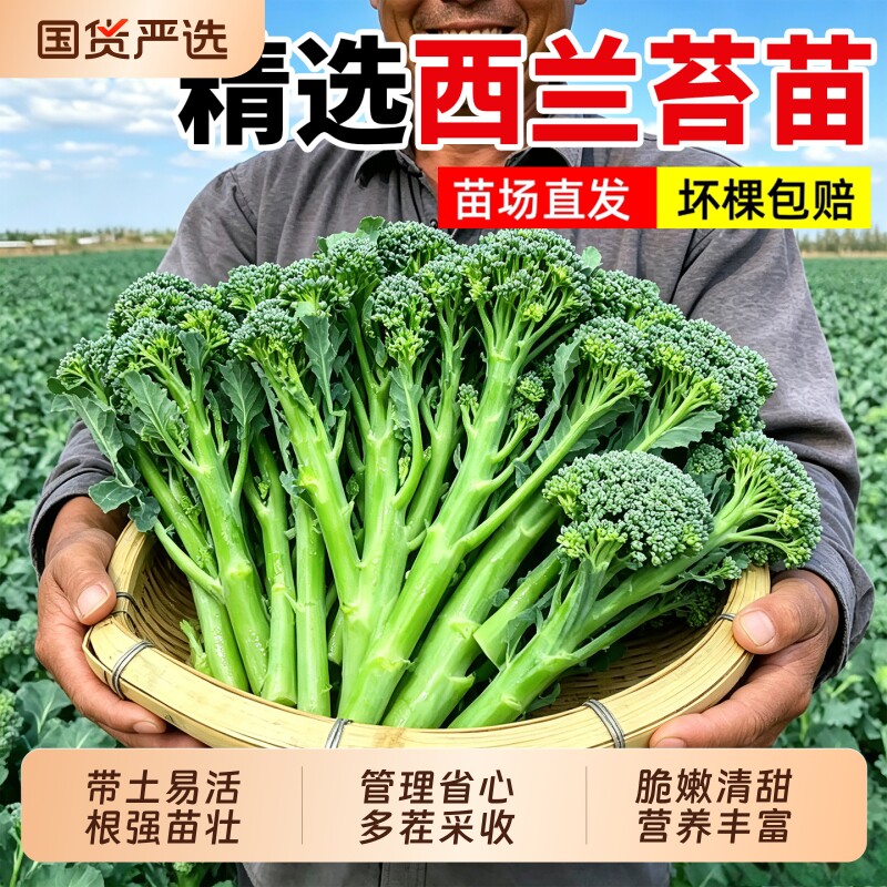 西兰苔苗秧苗芥蓝菜苔菜心图片