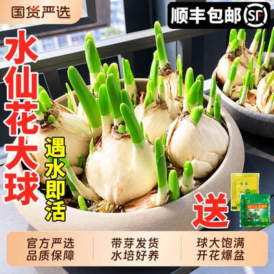 漳州正宗水仙花种球水培花卉植物种子盆栽室内冬季花苞球根适合