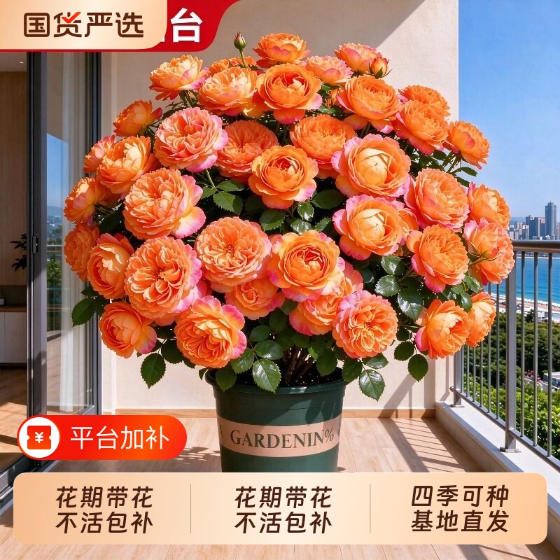 果汁阳台月季盆栽特大花苗四季花卉带花苞阳台植物多头玫瑰蔷薇花