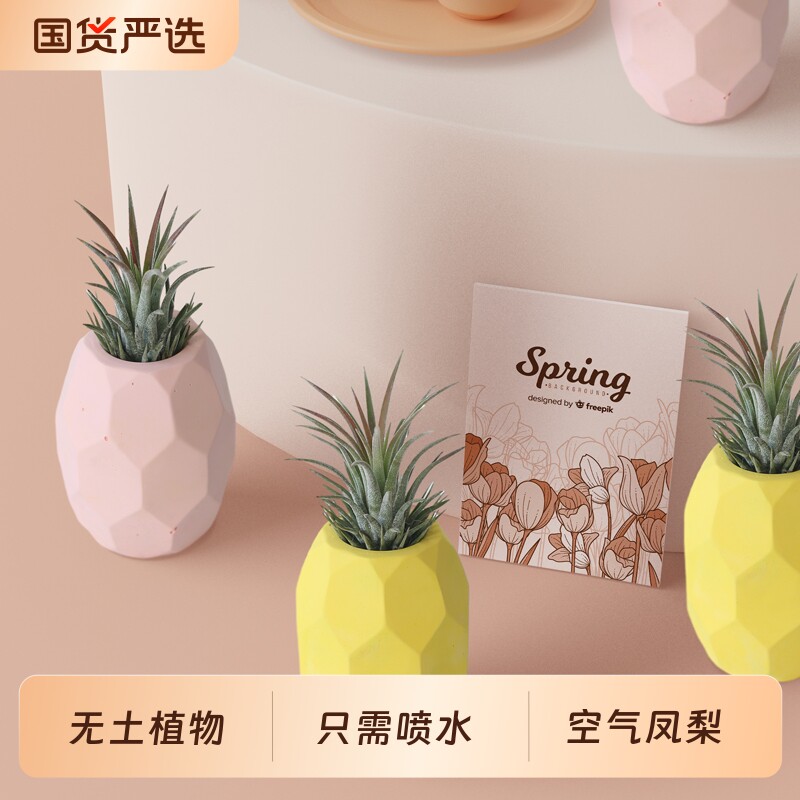 办公室桌面无土植物小摆件空气凤梨空凤菠萝懒人绿植盆栽花卉客厅
