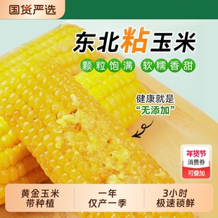 开源保丰东北新鲜黄糯玉米软糯拉丝独立真空包装寒地黑土一年一季
