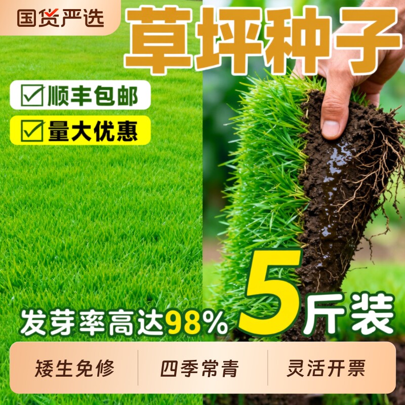 草坪草籽矮生四季常青绿化护坡固土狗牙根庭院地毯草皮黑麦草种子