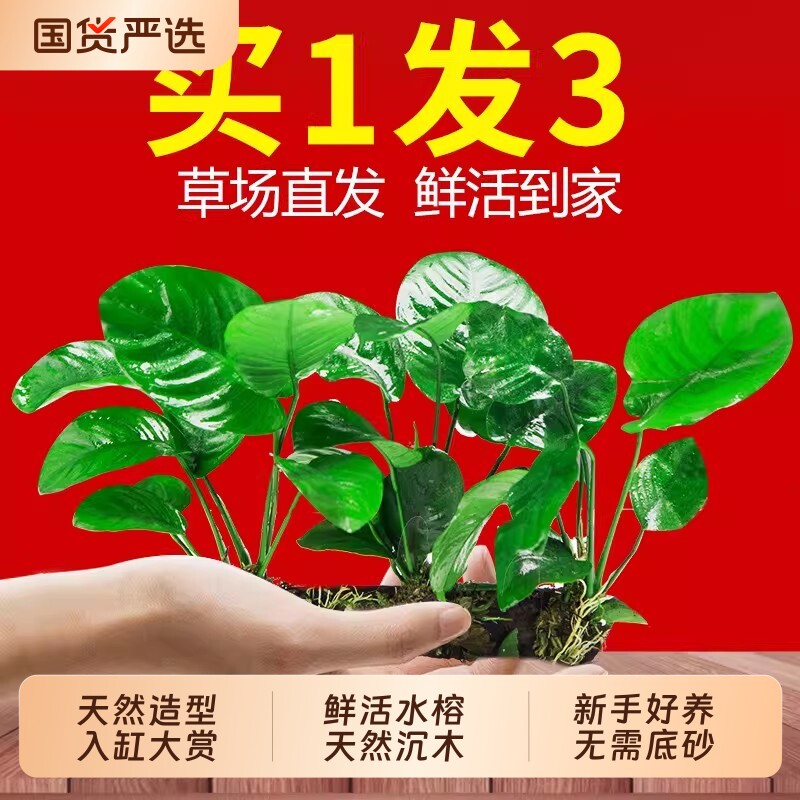水榕水草沉木植物真草鱼缸造景图片