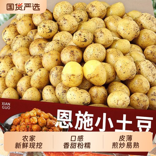 恩施小土豆黄心新鲜现挖洋芋蒸煮农家高山马铃薯当季蔬菜包邮自提