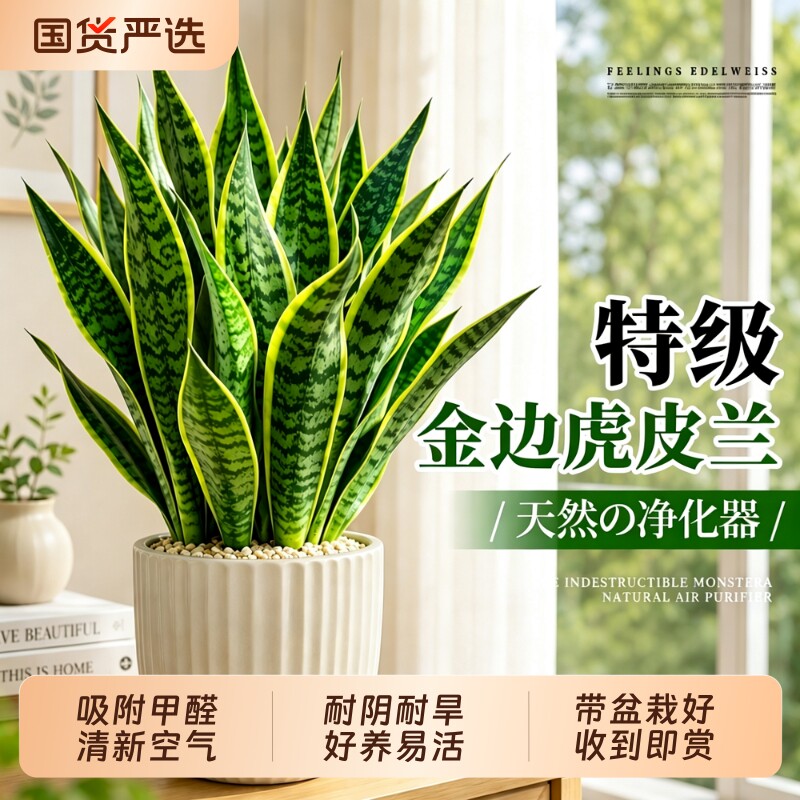 金边虎皮兰盆栽绿植客厅桌面四季常青新房室内净化空气办公室好养