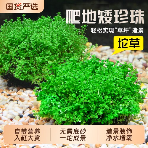 爬地矮珍珠大坨草迷你矮珍珠造景
