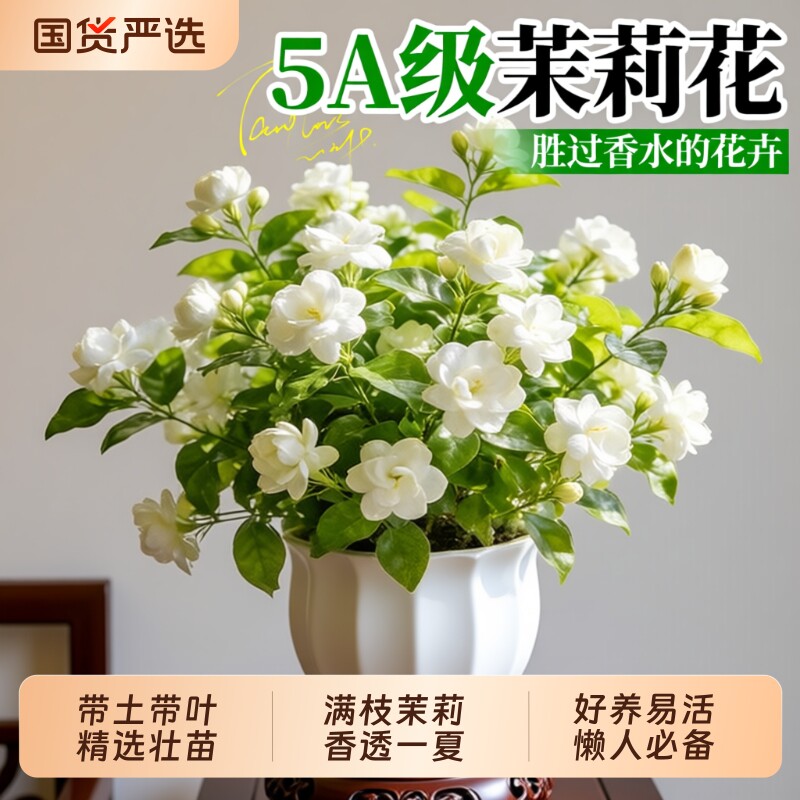 茉莉花盆栽老桩鲜花四季树苗开花客厅室内花卉绿植物好养易活花苗