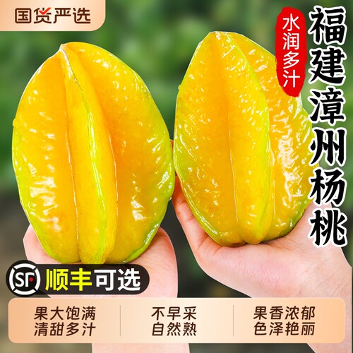 福建漳州甜杨桃！只卖树上熟果