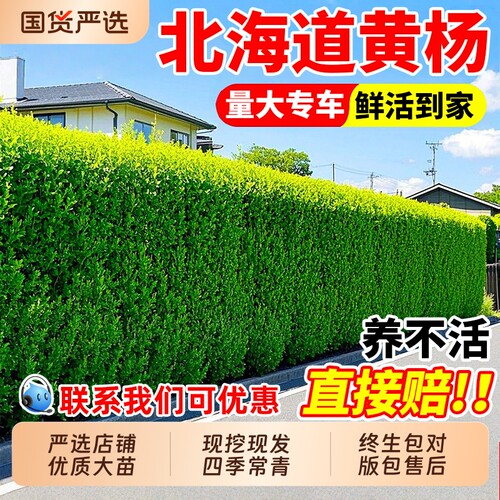 冬青树苗北海道黄杨大叶黄杨苗常青庭院绿篱植物围墙篱笆绿化耐寒
