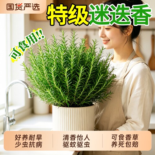 迷迭香盆栽可食用大苗薄荷香料香草驱蚊提神新鲜绿植好养四季常青