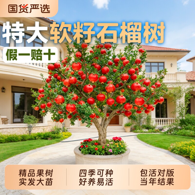 石榴树树苗突尼斯软籽无籽蒙阳红石榴盆栽庭院水果树特大带土果苗
