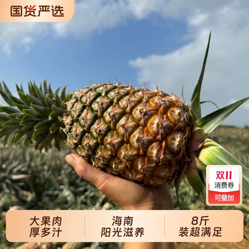 海南金钻凤梨林中鲜孕妇新鲜水果