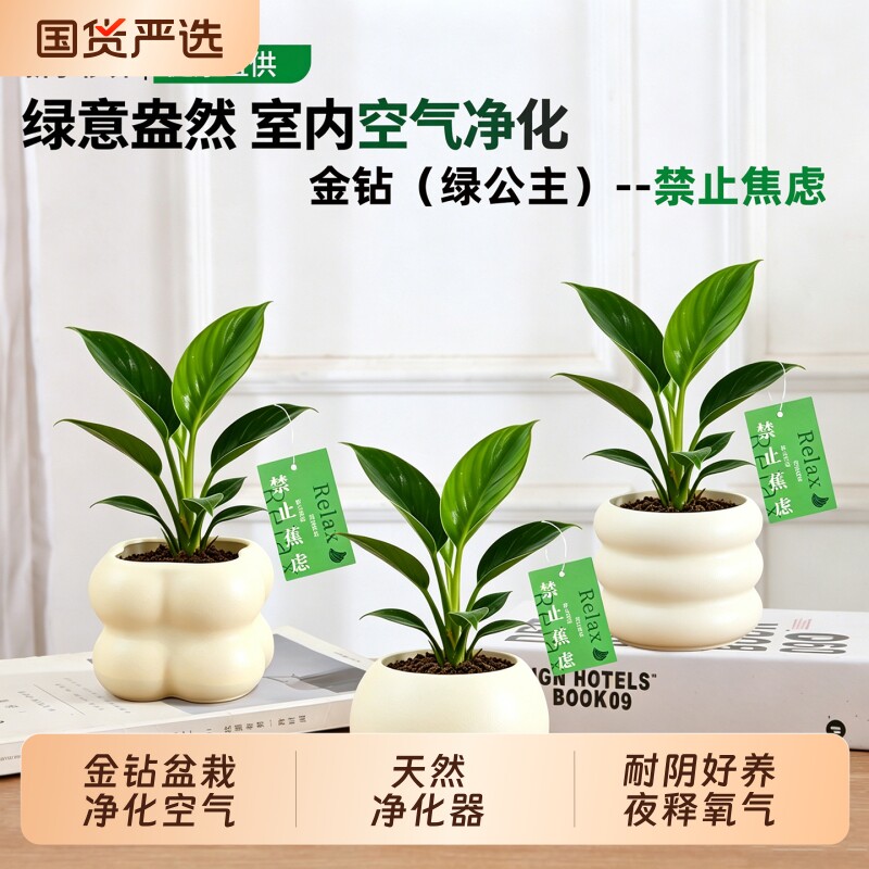 金钻盆栽绿植大盆绿萝除室内甲醛植物花卉水培办公室净化空气好养