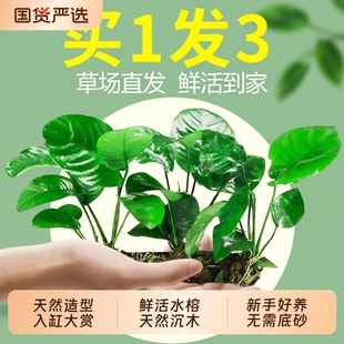 水榕沉木水草植物真草鱼缸造景阴性养鱼绿植懒人好养皇冠水质大叶