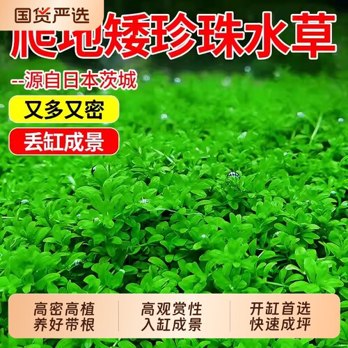 爬地矮珍珠水草网片净水增氧造景