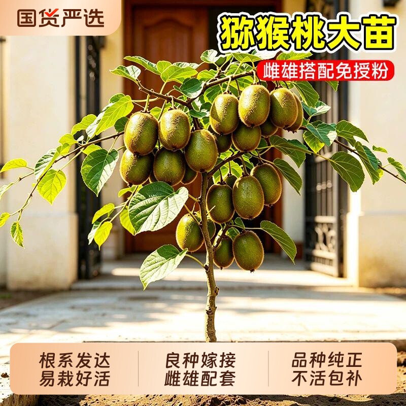 红心猕猴桃果树苗猕猴桃苗嫁接树苗公母同株带土奇异果南北方种植图片