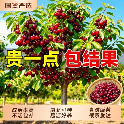 正宗车厘子树苗四川大樱桃嫁接矮化盆栽水果树南北方种植果树果苗