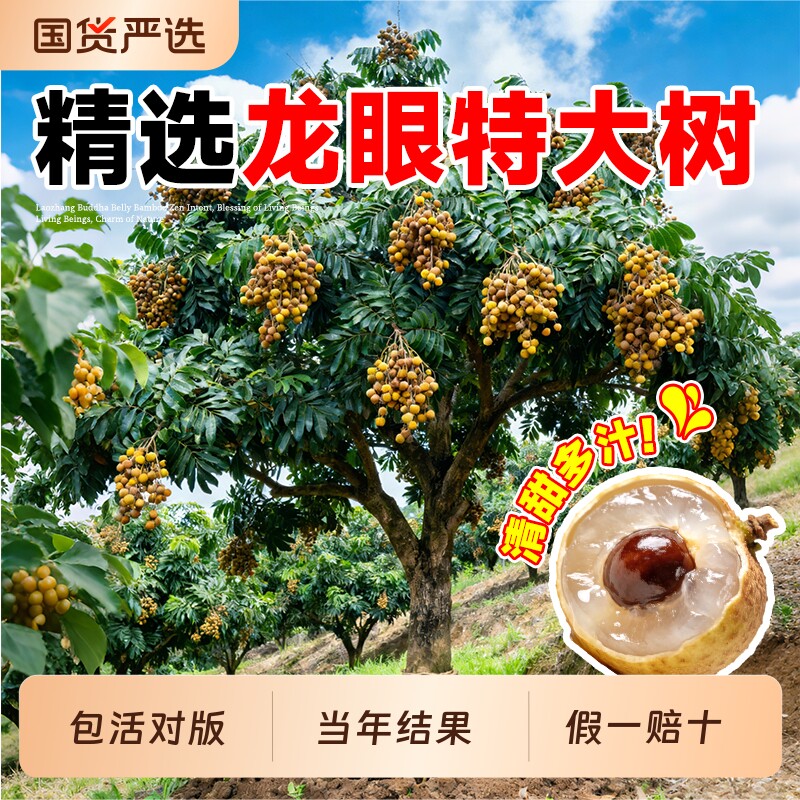 龙眼树苗嫁接盆栽水果树苗储良桂圆石硖南方四季种植特大号地栽苗