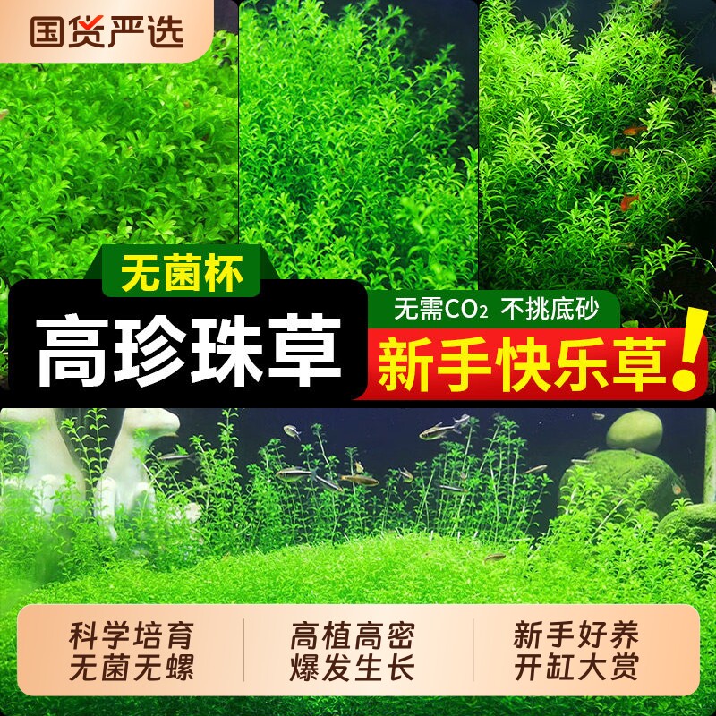 日本高珍珠水草植物生态鱼缸造景图片