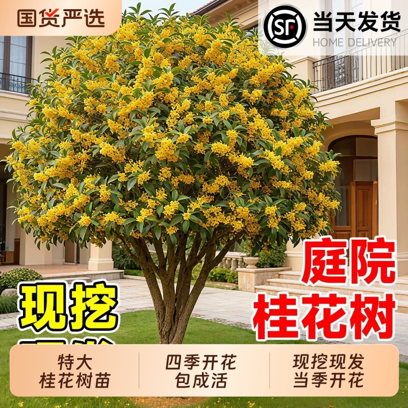 桂花树苗八月桂金桂丹桂四季图片