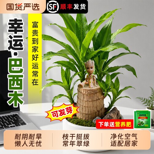 巴西木格鲁特水养幸运木水培花卉室内阳台夏季驱蚊绿植盆栽幸运木