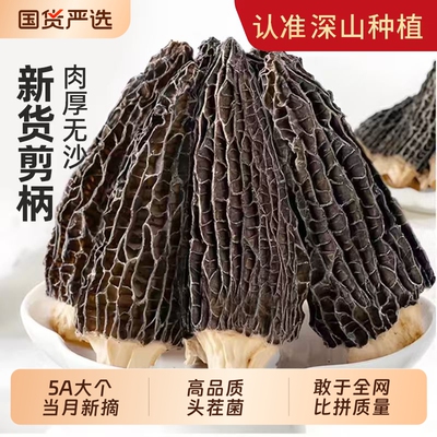 短柄羊肚菌官方旗舰店云南特产干货野生500g牛肚蘑新鲜菌菇羊肚茵