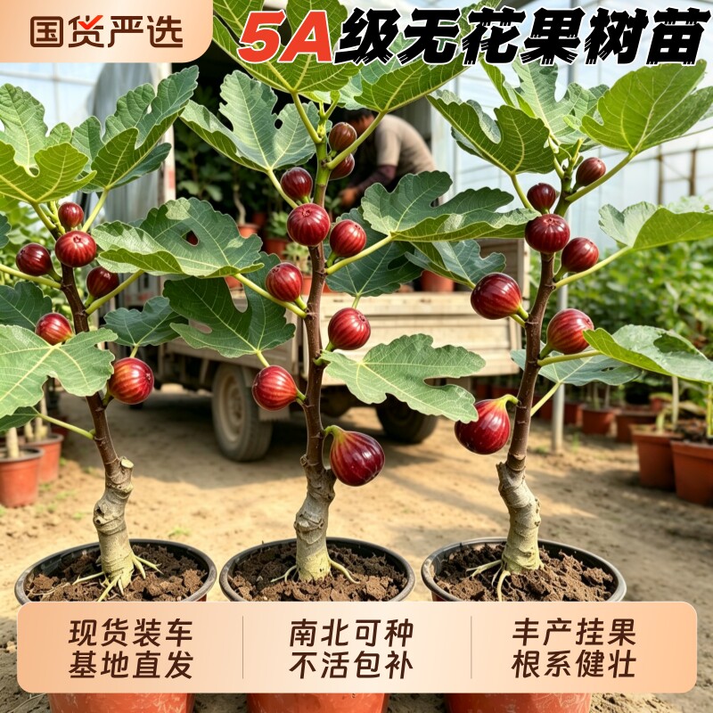波姬红无花果树苗果苗带土带叶盆栽阳台水果南方北方种植当年结果图片