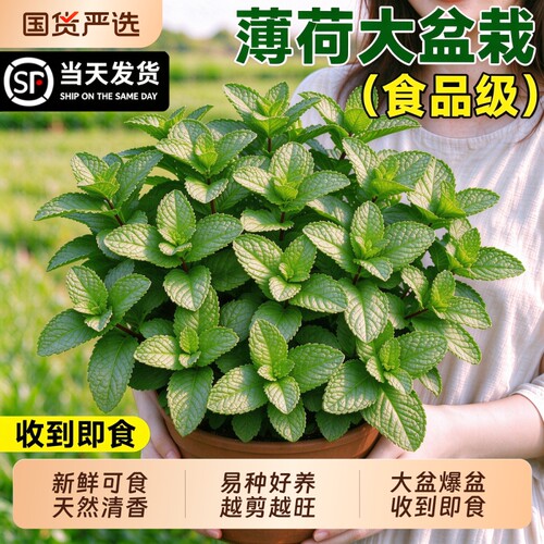 薄荷盆栽可食用植物迷迭香留兰香薄荷苗叶室内桌面绿植四季好养