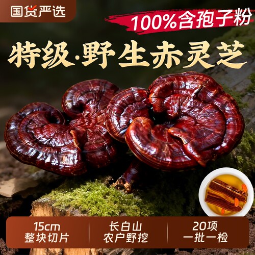 同仁堂野生赤灵芝片整朵中药材泡酒煮水正品孢子粉喝无熏硫新干货